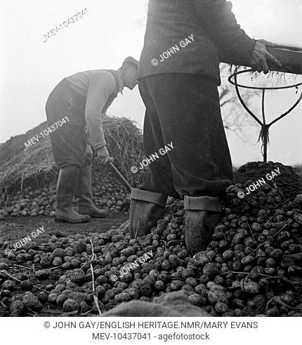 Farm workers harvesting potatoes on the Lincolnshire Fens near Holbeach, showing one standing in a mound of potatoes holding a riddle and the other shovelling...