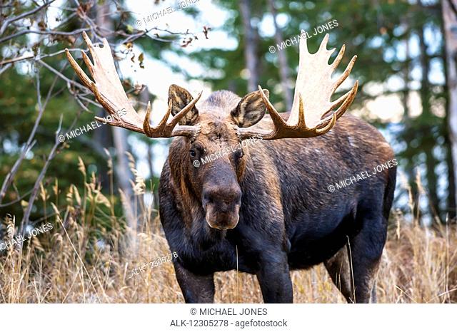 Close up of a bull moose in rut, Kincaid Park, Anchorage, Alaska, autumn