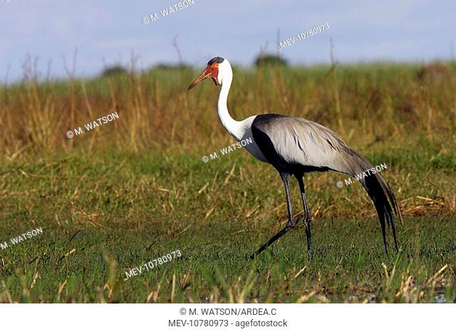 Wattled Crane (Grus carunculatus)