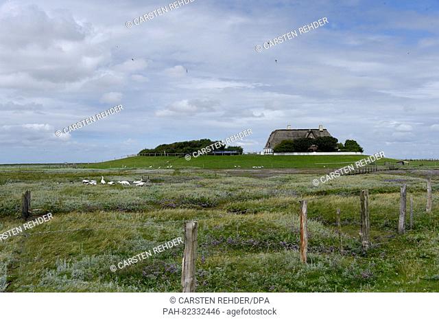 A view of the houses on one of the Halligen islands in Suederoog, Germany, 13 July 2016. A young couple has been living in the middle of the Wadden Sea for...