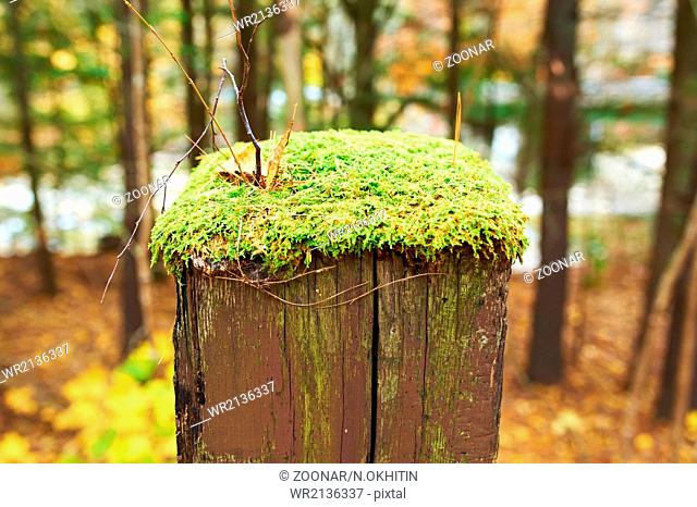 Moss grows on wooden pole
