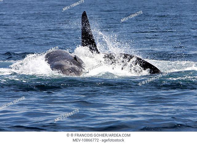Killer whale / Orca - A pod of Transient type killer whales attacking a Grey whale mother and calf. An adult male Killer whale rams the side of the calf...