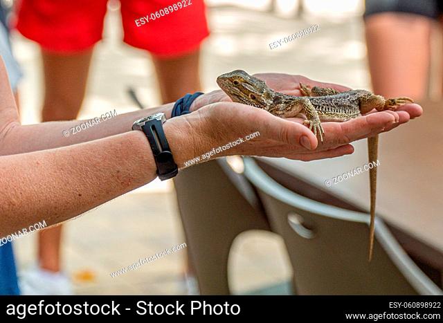 an Australian lizard sits trustfully on a human hand and can be stroked