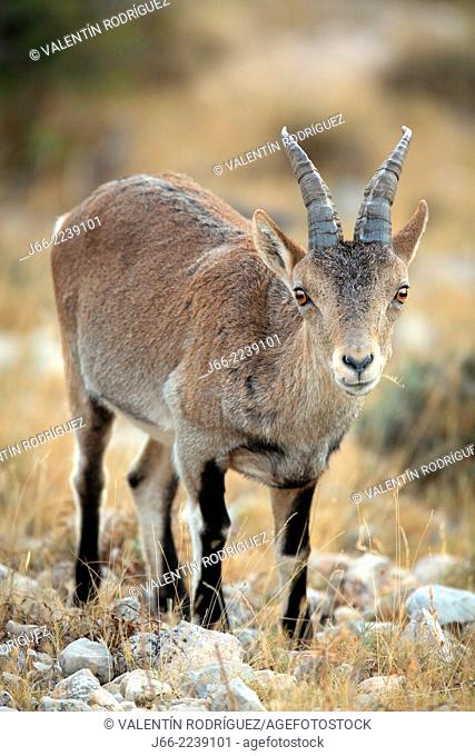 ibex (Capra pyrenaica), young male. Natural Park Els Ports, Horta de San Joan. Tarragona