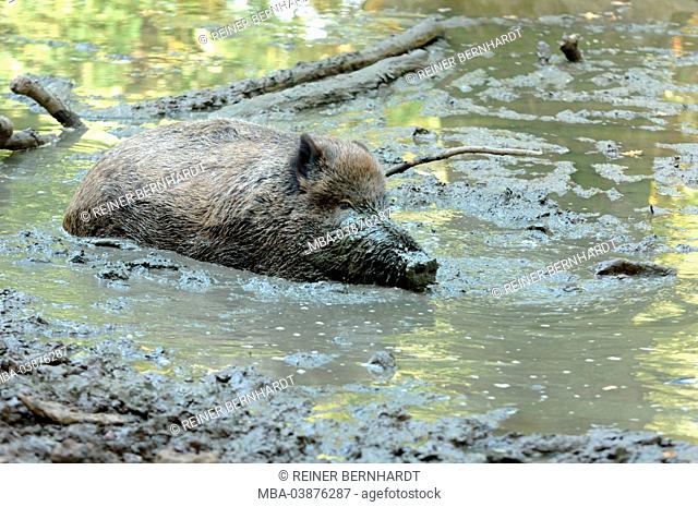 Wild boar in the wallowing