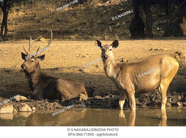 Sambar (Stag) cervus unicolor eating , Bandipur wildlife sanctuary , Karnataka , India