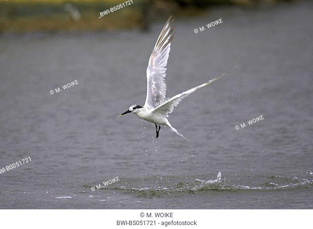 sandwich tern (Sterna sandvicensis), tern flying off after fishing, Greece, Macedonia