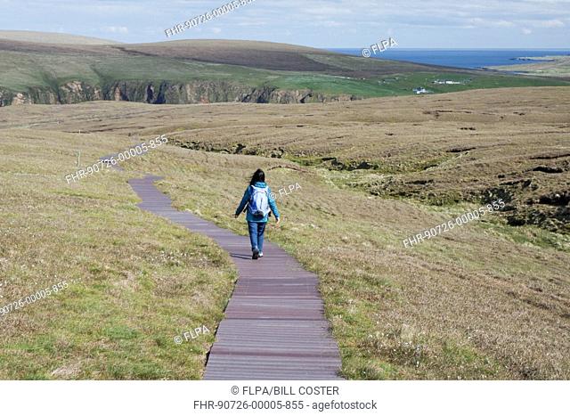 Walker walking on boardwalk across coastal moorland to reserve, Hermaness National Nature Reserve, Unst, Shetland Islands, Scotland, June