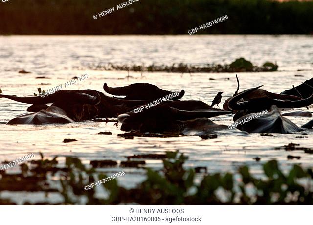 Water Buffalo (Bubalus bubalis), Herd swimming on sunrise, Thailand