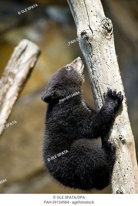 One of the black bear brothers 'Koda' and 'Kenai' climbs a tree branch in the bear enclosure at Tierpark in Berlin, Germany, 30 April 2013