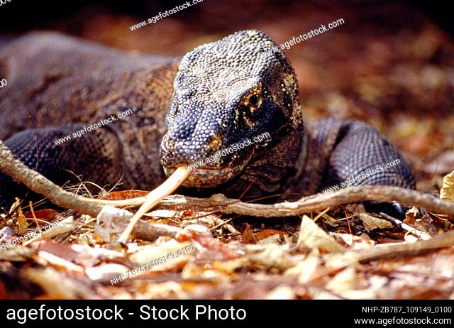 The long tongue of a Komodo dragon  Date: 16/08/2004  Ref: ZB787-109149-0100  COMPULSORY CREDIT: Oceans Image/Photoshot