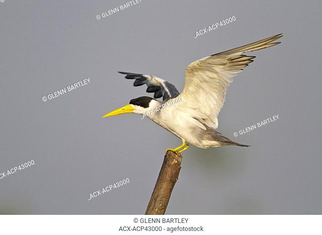 Large-billed Tern Phaetusa simplex perched on a branch in Ecuador