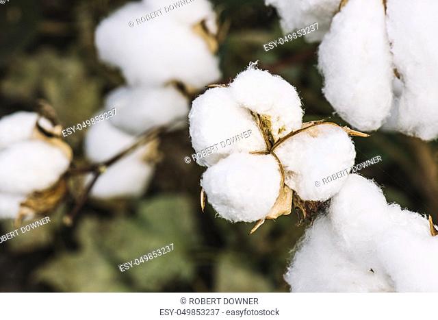 Field of cotton in the countryside ready for harvesting