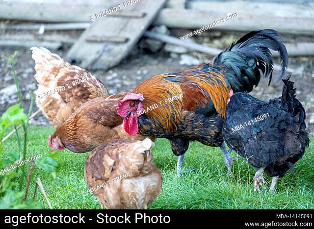 chickens in a hen house with free range chickens