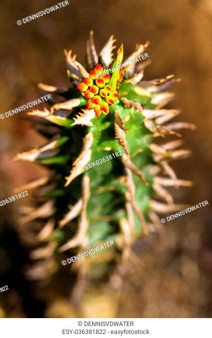 Beautiful colored flowers on top of a cactus in Madagascar