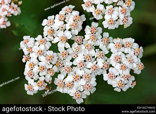White yarrow, Achillea millefolium, flowers in close up with a background of blurred leaves