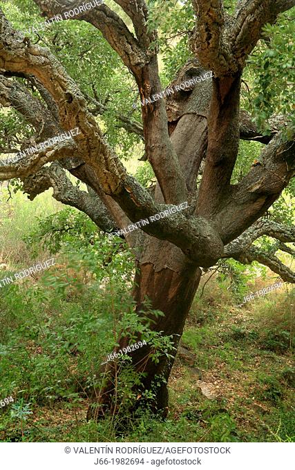 Oak (Quercus suber) in the Sierra de Espadán natural park, Castellón province, Comunidad Valenciana, Spain