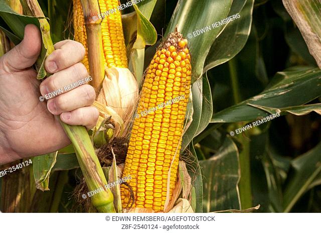 Man's hand holding stalk of corn plant near shucked corn in Clear Spring, Maryland, USA