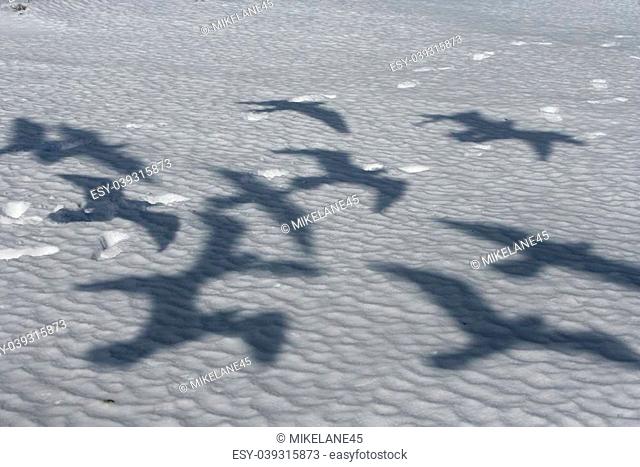 Slaty-backed gull, Larus schistisagus, shadows of birds in flight, Japan
