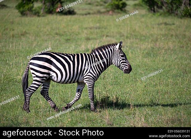 Some Zebras in the middle of the savannah of Kenya