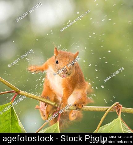 close up of wet red squirrel standing on a branch looking in the lens shaking out water only focused on the head