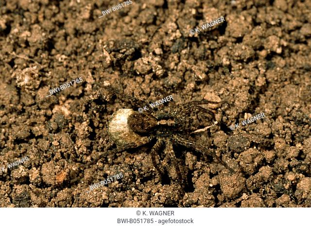 Spotted wolf spider, Ground spider (Pardosa amentata), on the ground, Germany