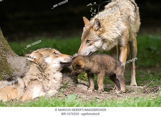 Gray wolves (Canis lupus), young animal, social behaviour, Sababurg zoo, Hofgeismar, North Hesse, Germany