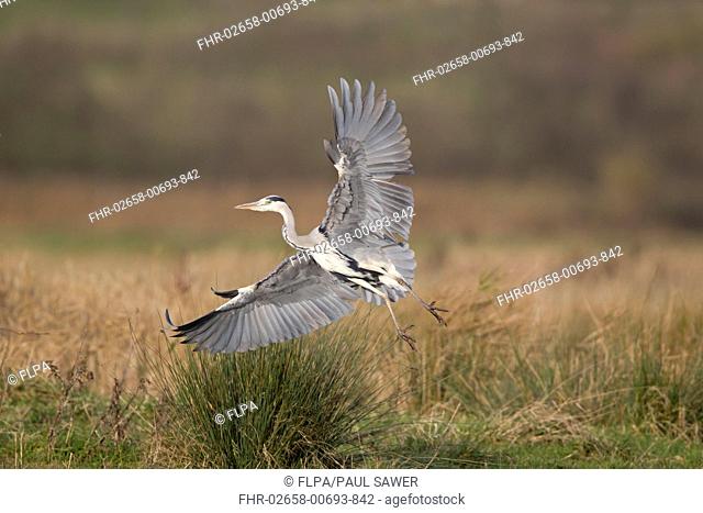 Grey Heron (Ardea cinerea) adult, in flight, landing on marshland, Suffolk, England, December
