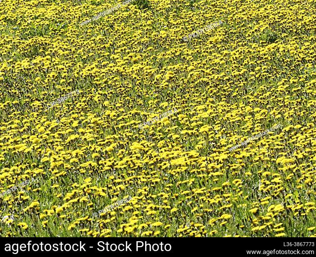 Poland. Field of dandelions