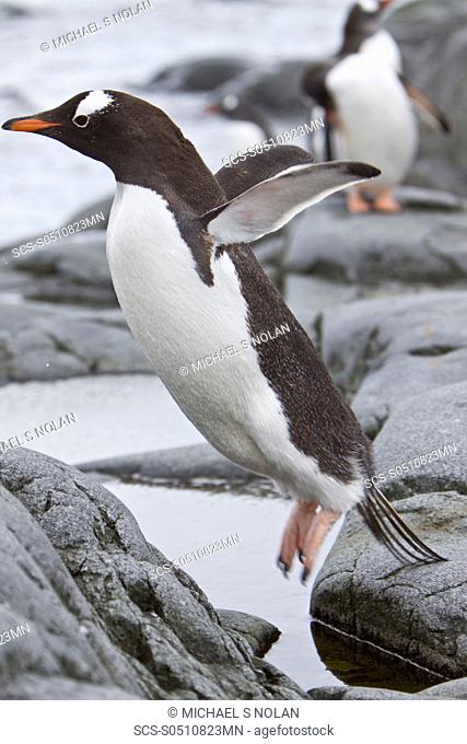 Gentoo penguins Pygoscelis papua in Antarctica The Gentoo Penguin is one of three species in the genus Pygoscelis It is the third largest of all penguins...
