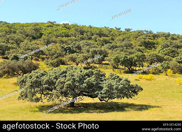 Oak holm in dehesa (Quercus ilex) Zafra. Badajoz province. Extremadura. Spain