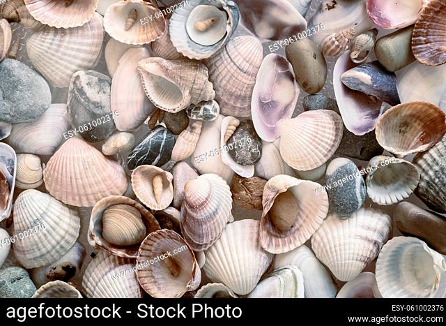 Small seashells of various shapes and colors along with sea pebbles. Background image, nature concept. Presented in close-up