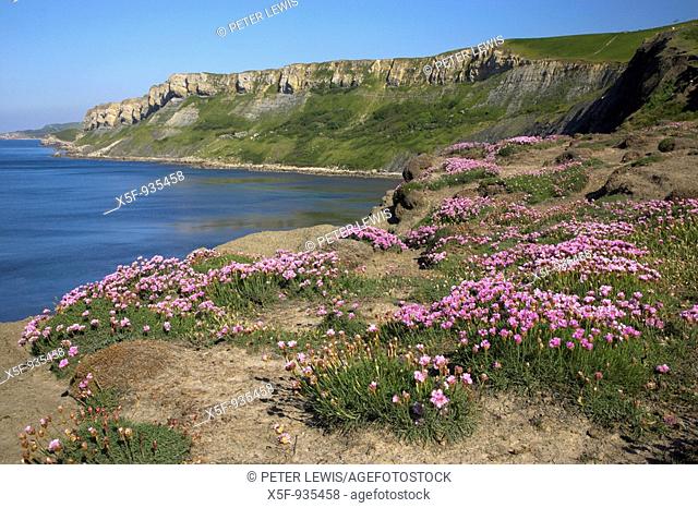 View across to Brandy Bay and Gad Cliff with Thrift Armeria maritima in the forground and Worbarrow Bay in the Distance