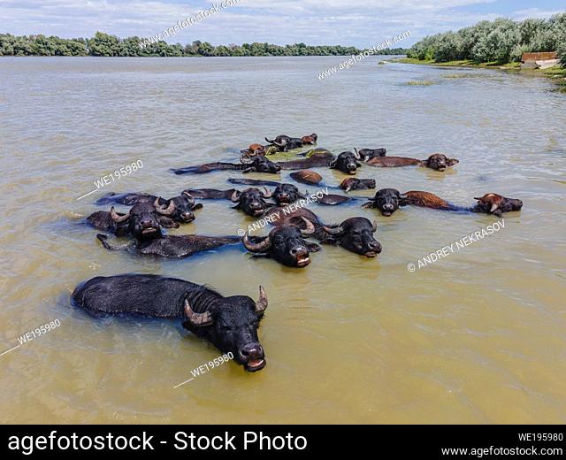 ERMAKOV ISLAND, DANUBE DELTA, VYLKOVE, ODESSA OBLAST, UKRAINE - JULE 14, 2020: One year after Rewilding Europe released a herd of water buffers in Danube delta...