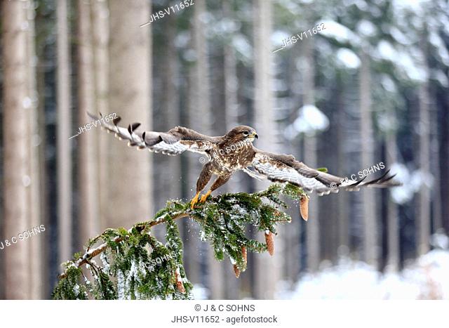 Common Buzzard, (Buteo buteo), adult on tree in winter starts flying, in snow, Zdarske Vrchy, Bohemian-Moravian Highlands, Czech Republic