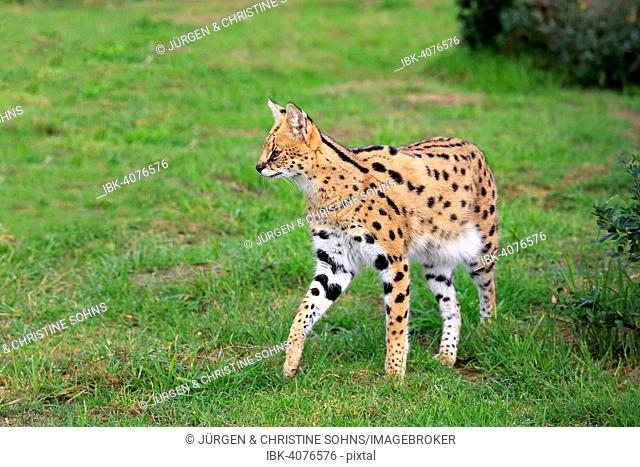 Serval (Leptailurus serval), adult, stalking, captive, Western Cape, South Africa
