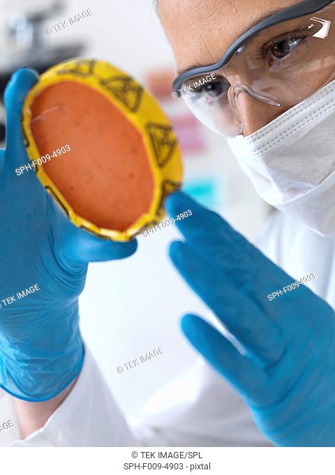 Female scientist holding petri dish with hazardous biological cultures