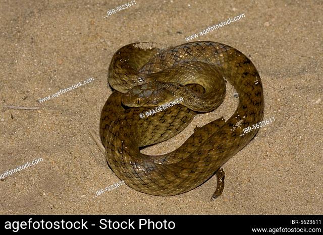 Other animals, Reptiles, Snakes, Animals, Night malagasy cat-eyed snake (Madagascarophis colubrinus)