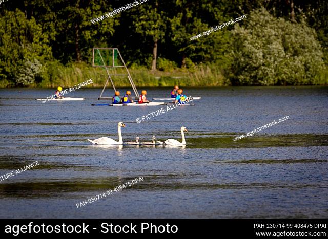 12 July 2023, Lower Saxony, Hildesheim: Swans (Cygnus olor) swim in the water of Hohnsensee in sunny weather while young people play canoe polo