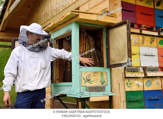 Local beekeeper Blaz Ambrozic handling docile Carnolian bees in boxed hives apiary at Kralov Med in Selo near Bled Slovenia in Spring