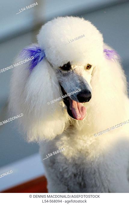 White French Poodle