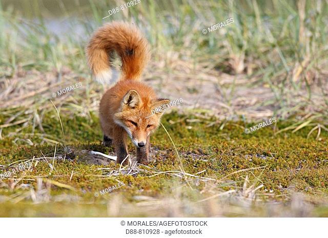 Red Fox (Vulpes vulpes), young. Seward Peninsula, Alaska, USA