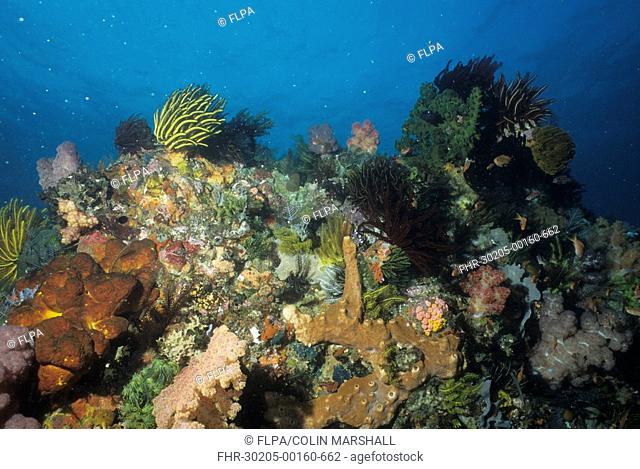 Coral - W2 Reef, Padar, Komodo Island, Indonesia