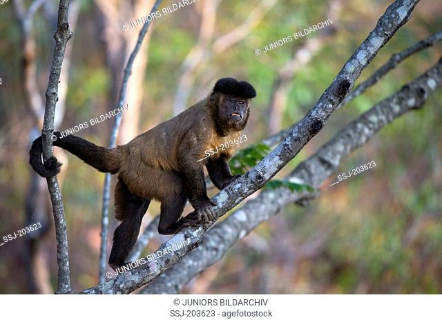 Tufted Capuchin (Cebus apella). Male climbing in a tree. Piaui State, Brazil