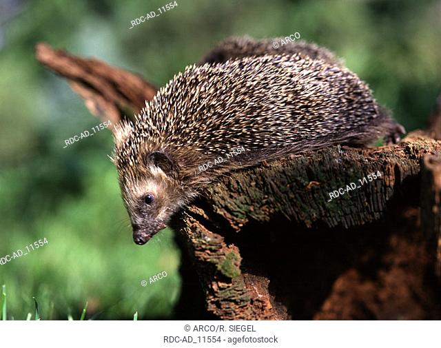 European Hedgehog Erinaceus europaeus side