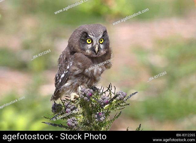 Tengmalm's Owl (Aegolius funereus), young bird sitting on a marsh thistle (Cirsium palustre), Siegerland, North Rhine-Westphalia, Germany, Europe
