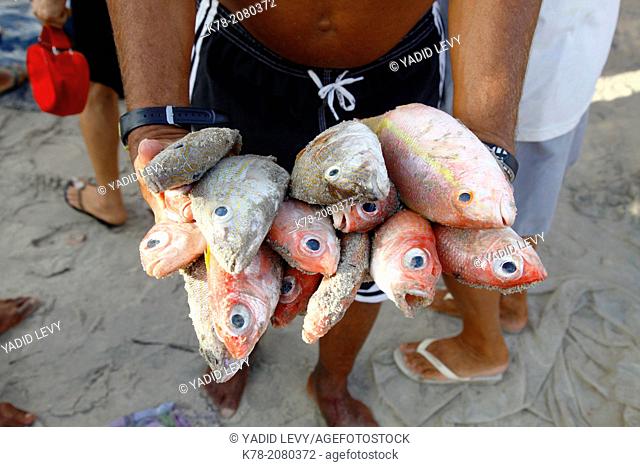 Freshly caught fish for sale, Iguape, Fortaleza district, Brazil