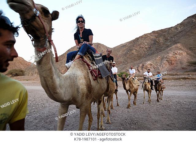 Camels Safari in the desert, Eilat, Negev region, Israel