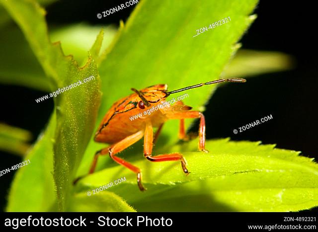 Shield bugs, also known as stink bugs walking on a plant