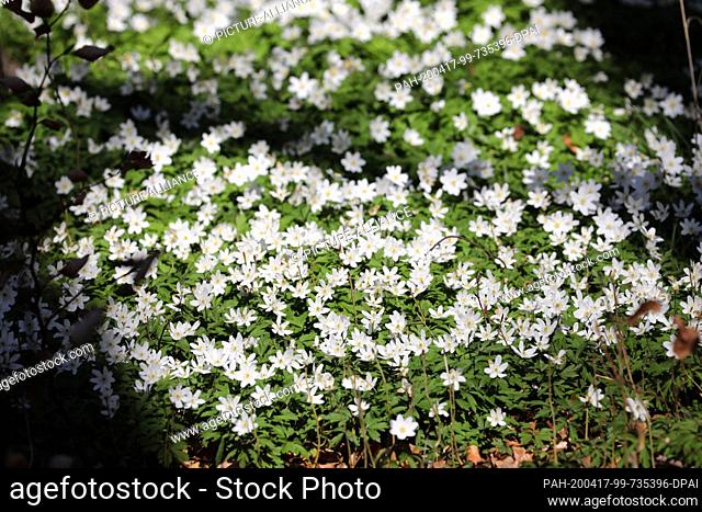 07 April 2020, Mecklenburg-Western Pomerania, Heiligendamm: Anemones (wind anemones) flower in a park. The German Nature and Biodiversity Conservation Union...